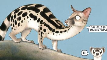 Spotted weasel on a tree limb